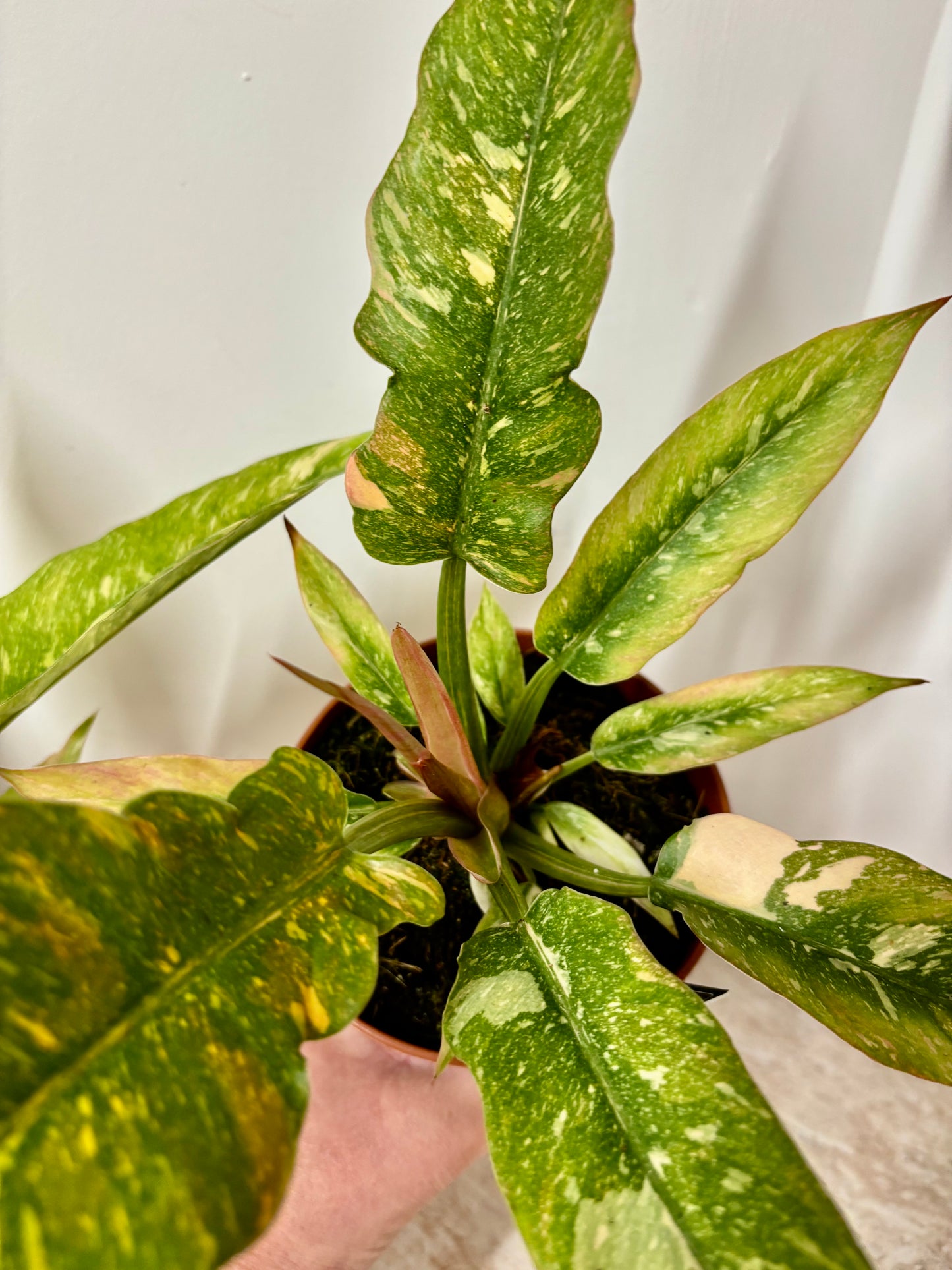 Philodendron Ring of Fire