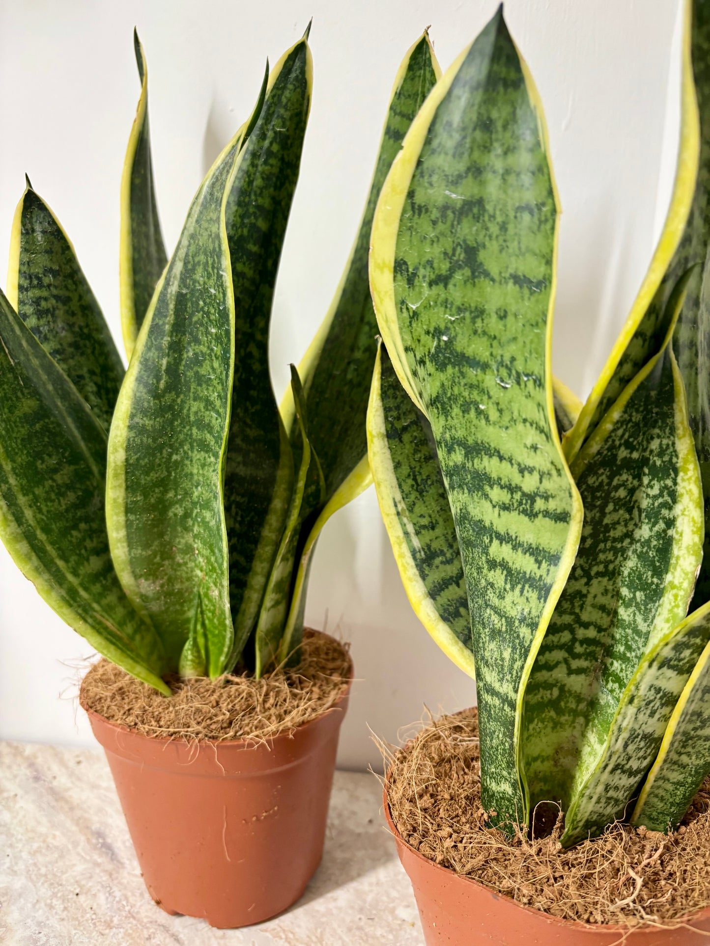 Sansevieria