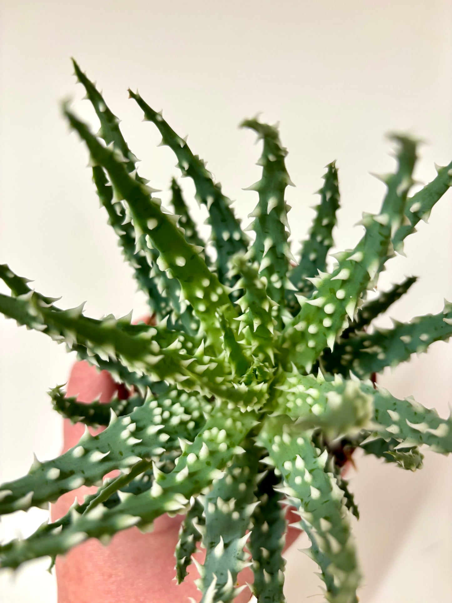 Aloe Humilis Shark