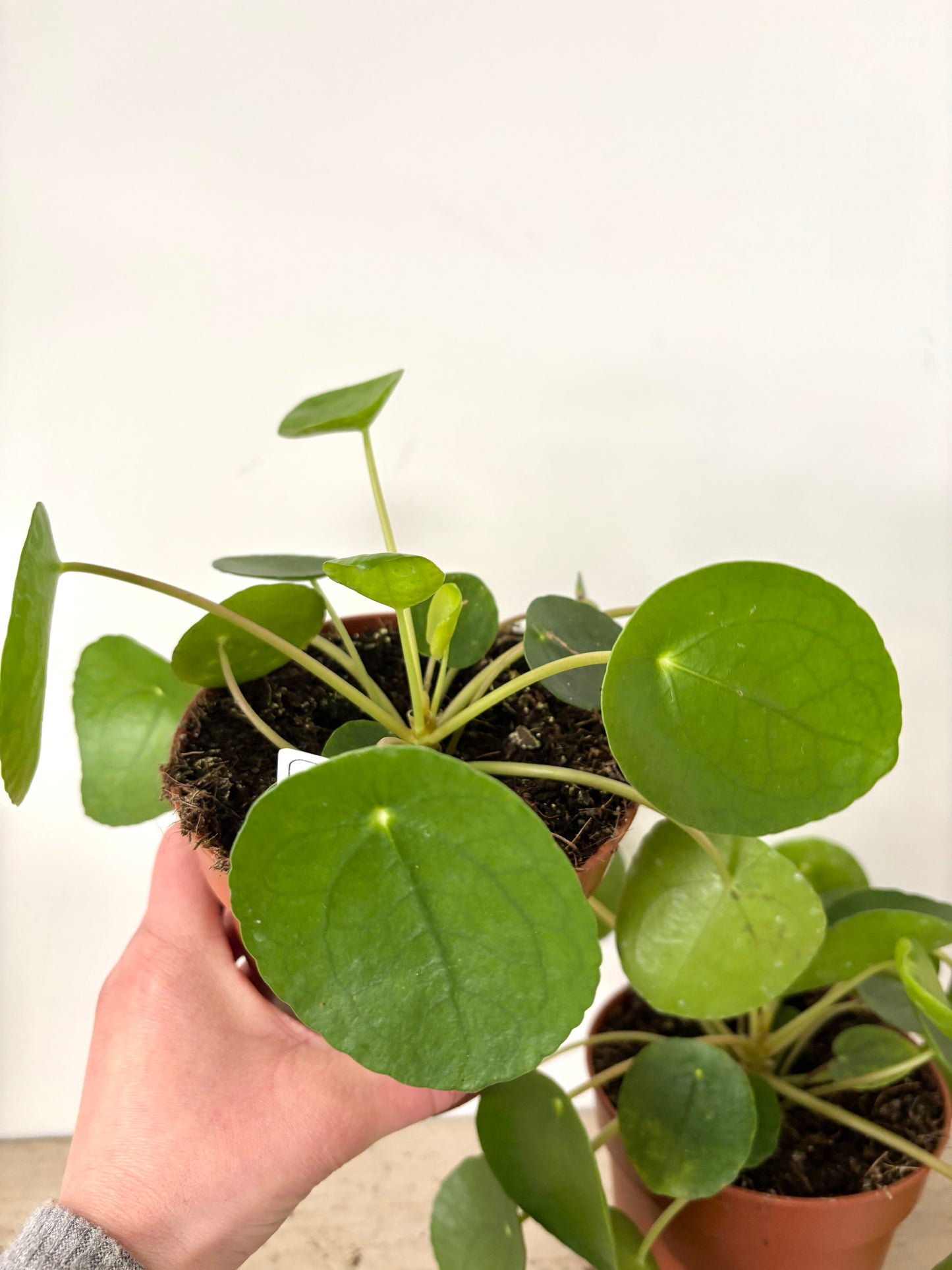 Pilea Peperomioides