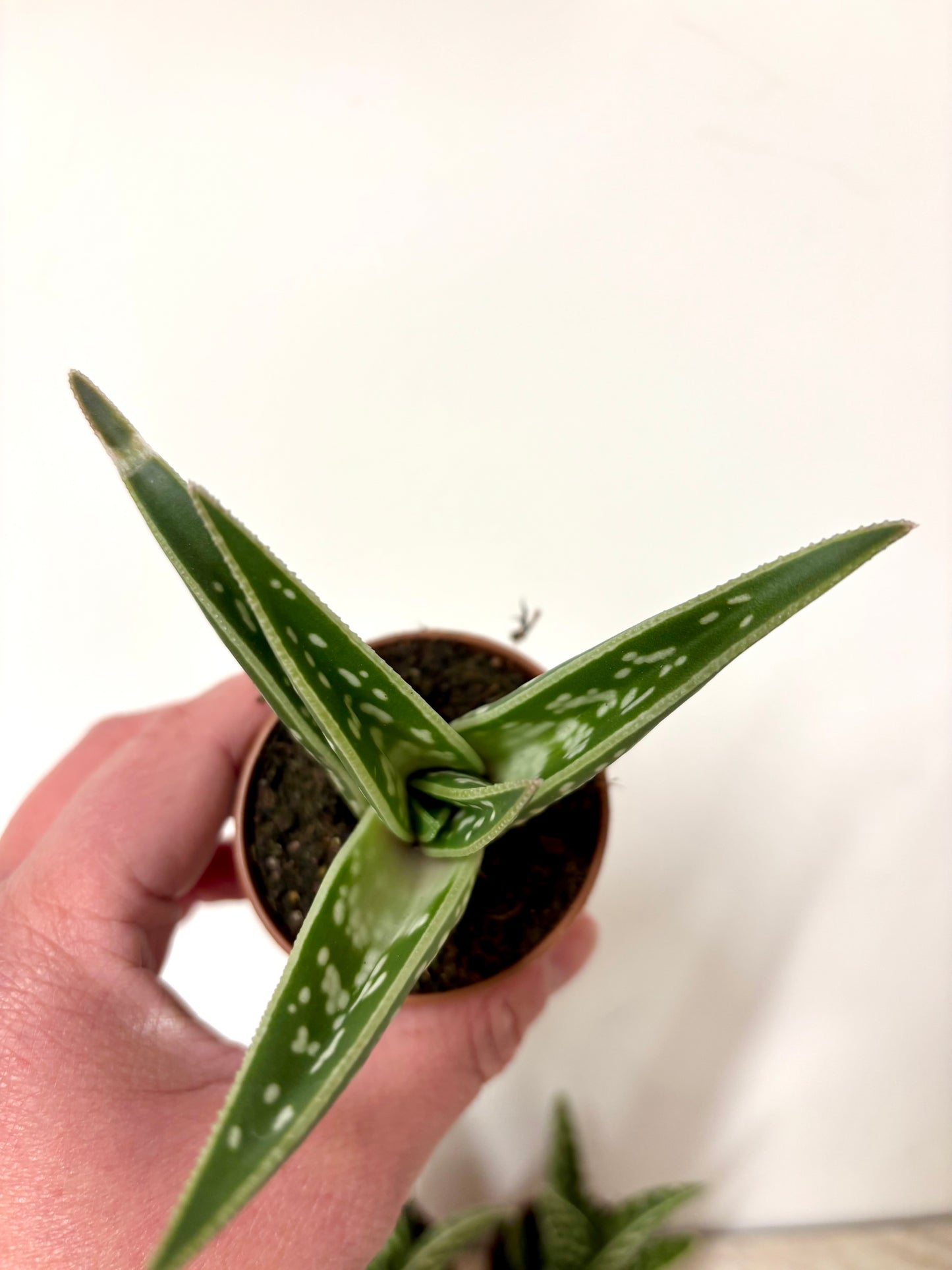 Aloe Variegata