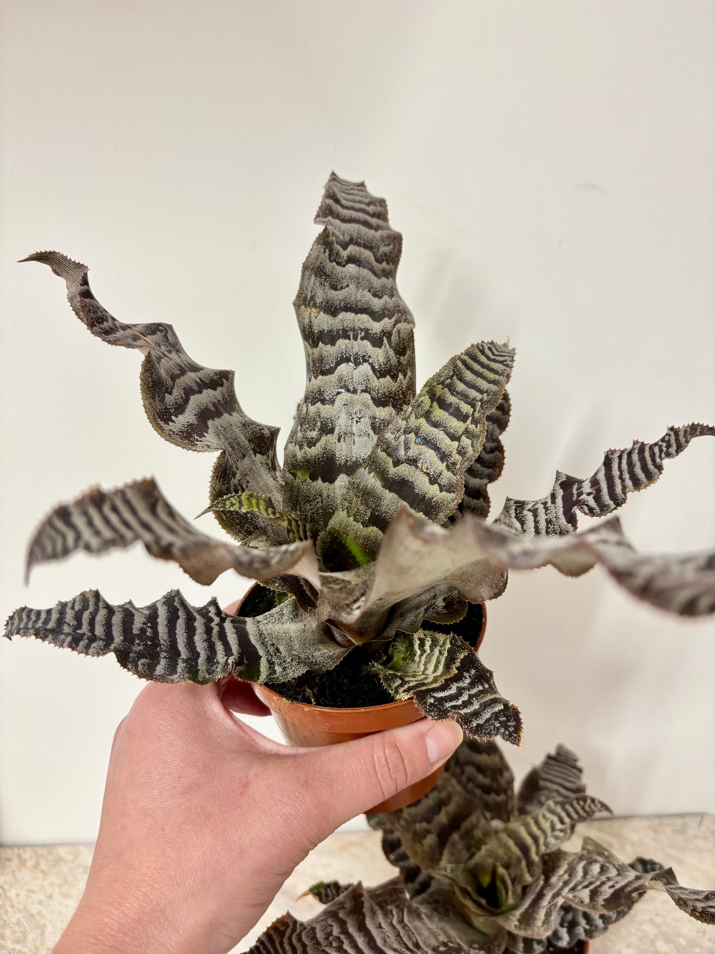 Cryptanthus Zonatus