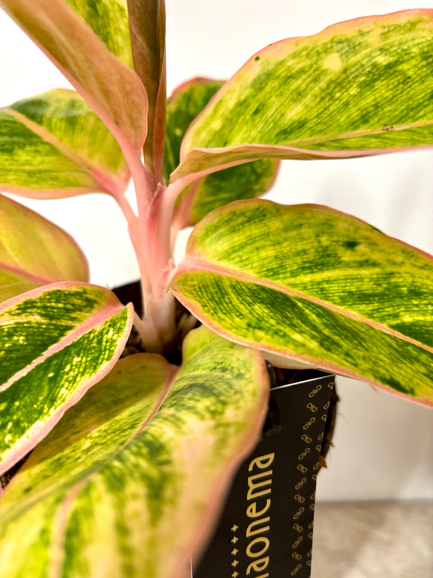 Aglaonema Salmon Fantasy