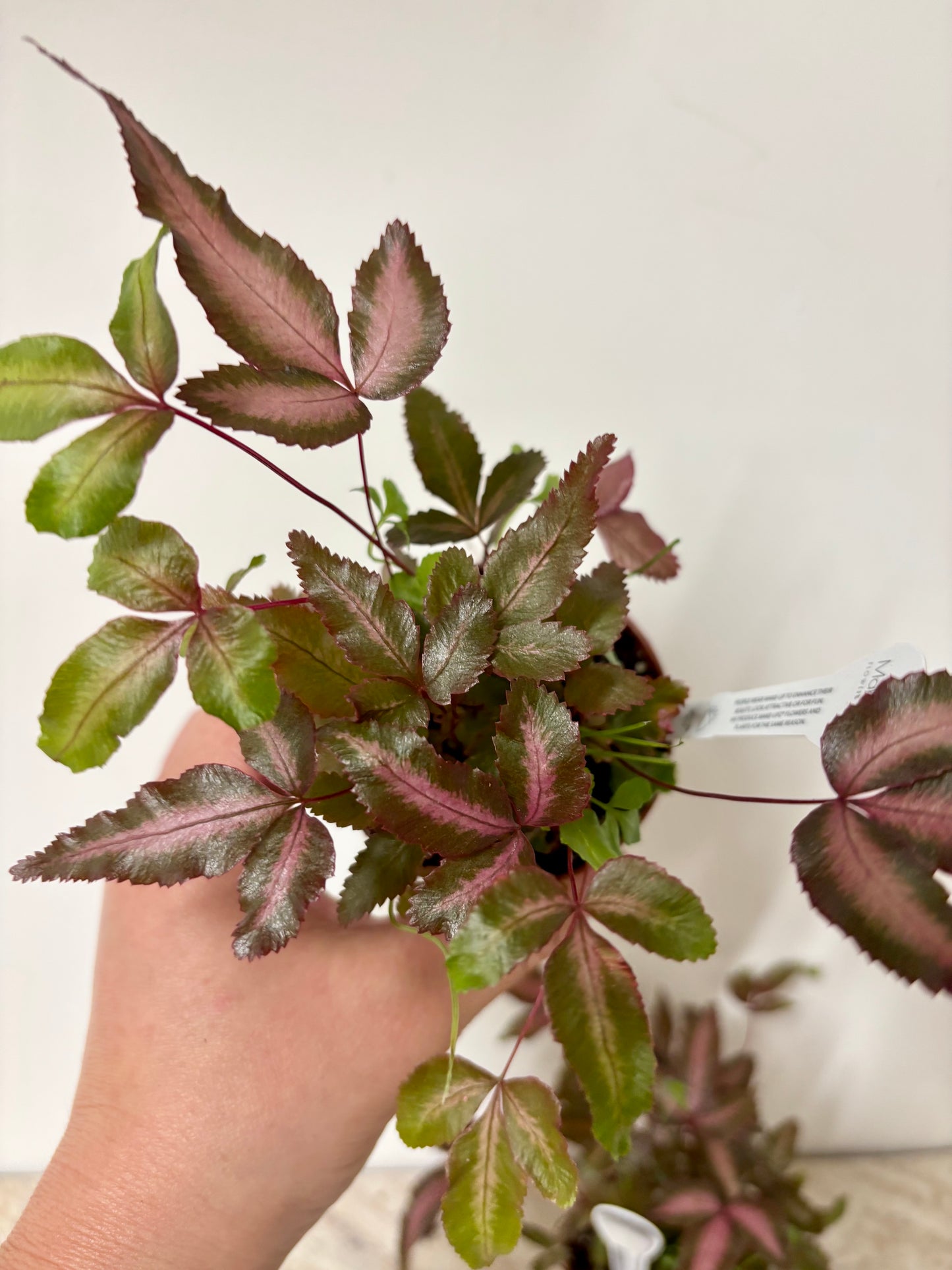 Pteris Cretica Albolineata Pink