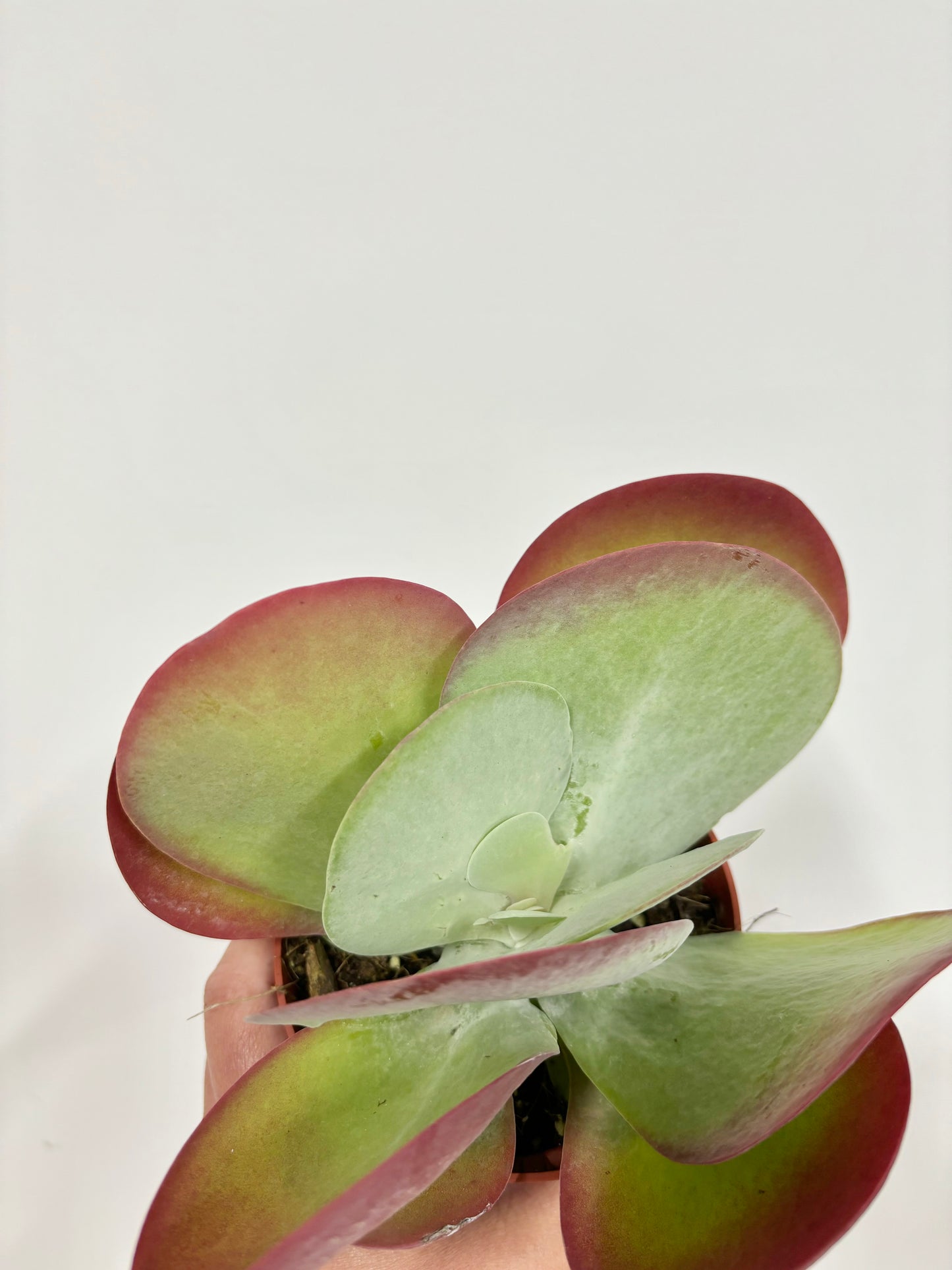 Kalanchoe Thyrsiflora