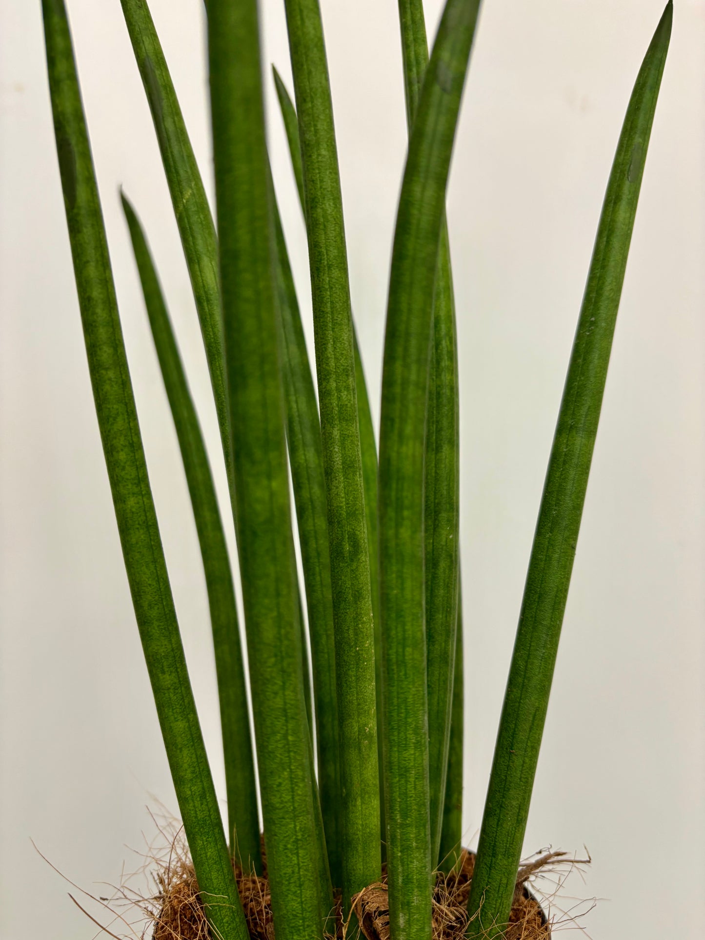 Sansevieria Cylindrical Potted
