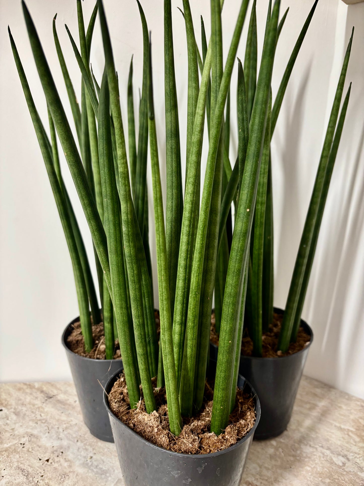 Sansevieria Cylindrical
