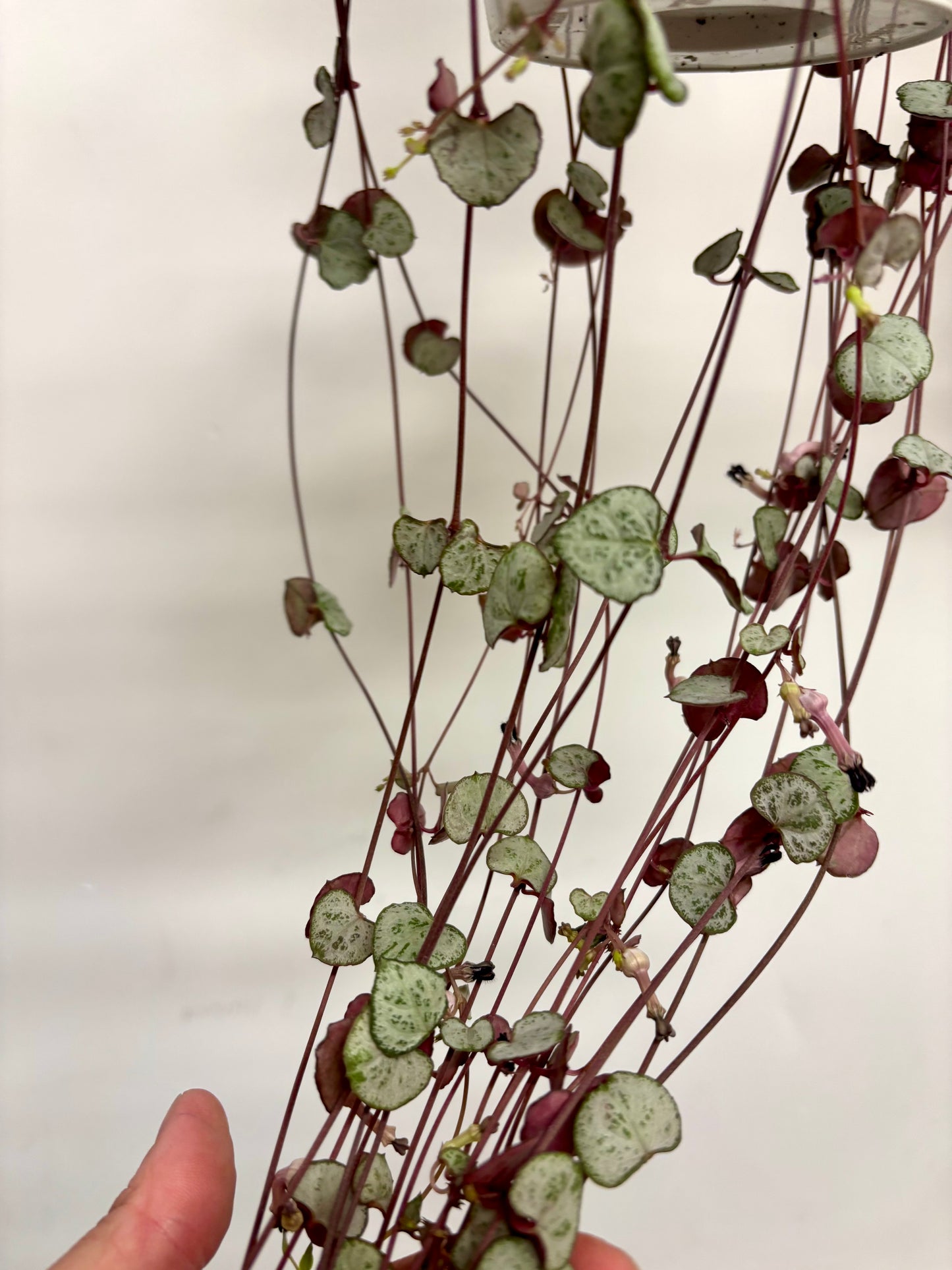 Ceropegia Woodii