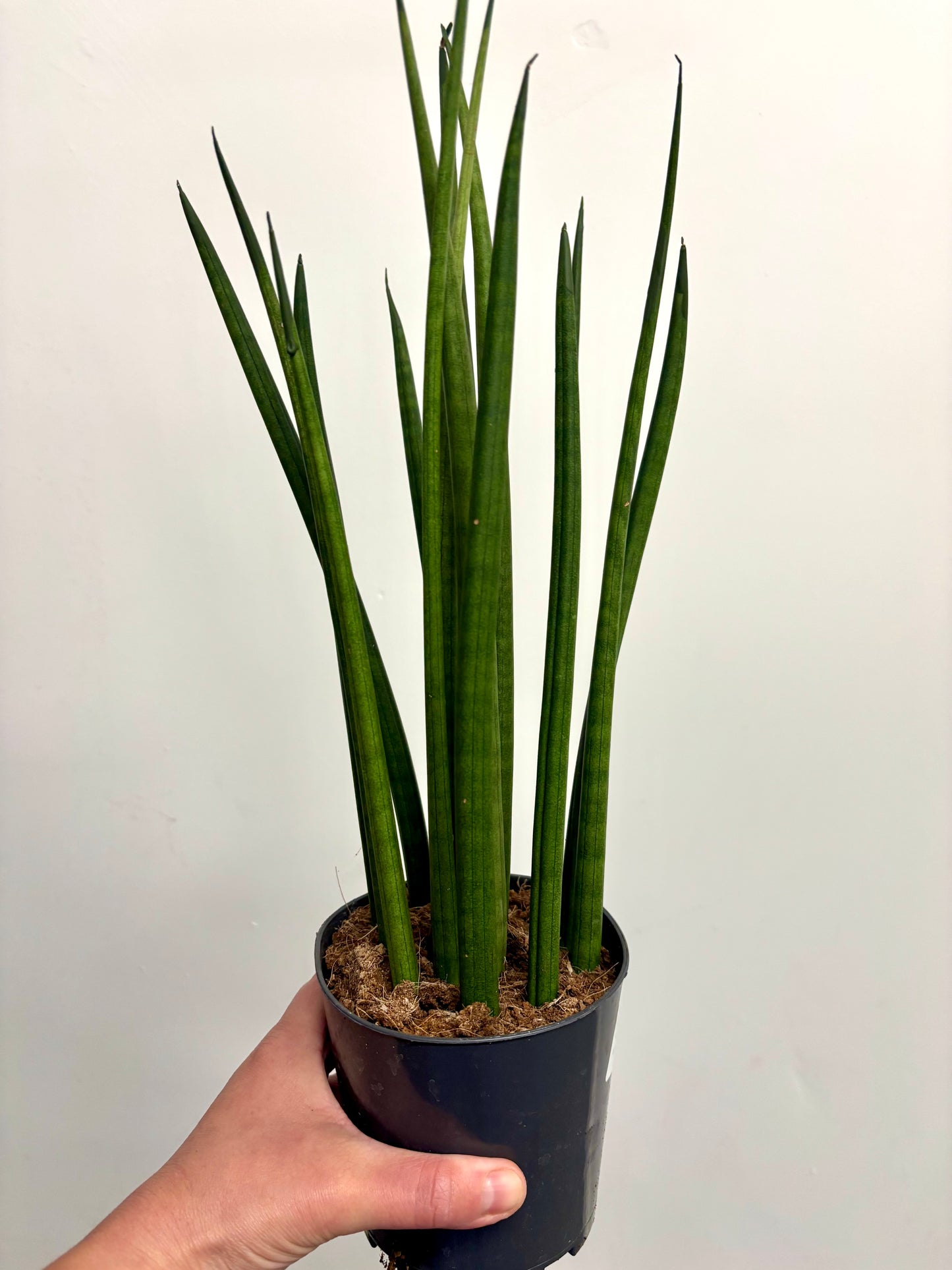Sansevieria Cylindrical