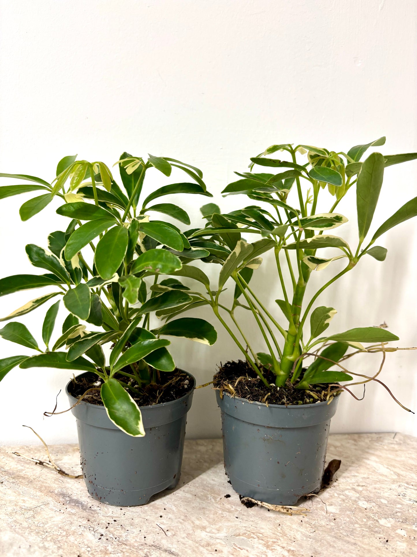 Schefflera Arboricola Luseana