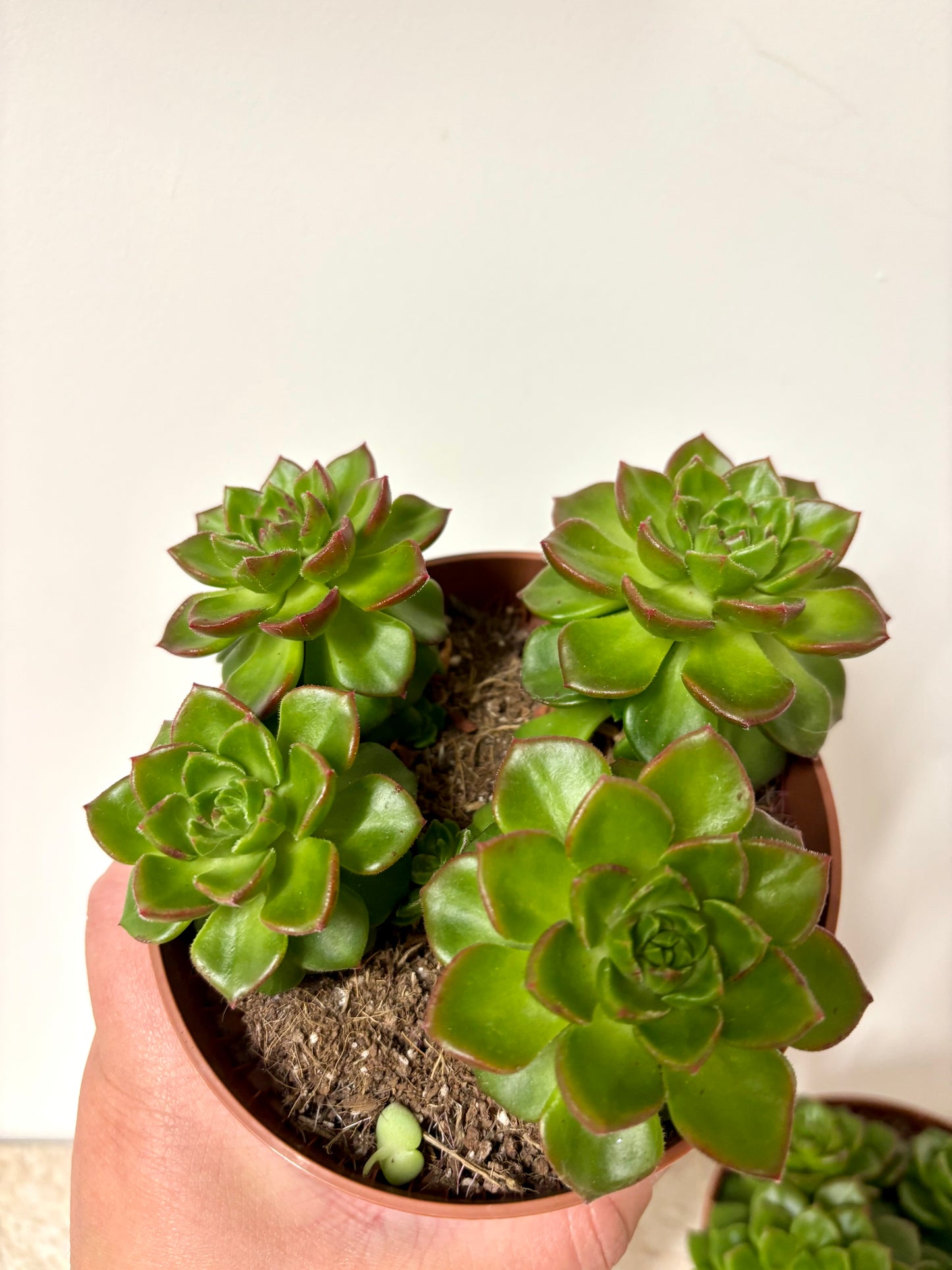 Echeveria Gilva