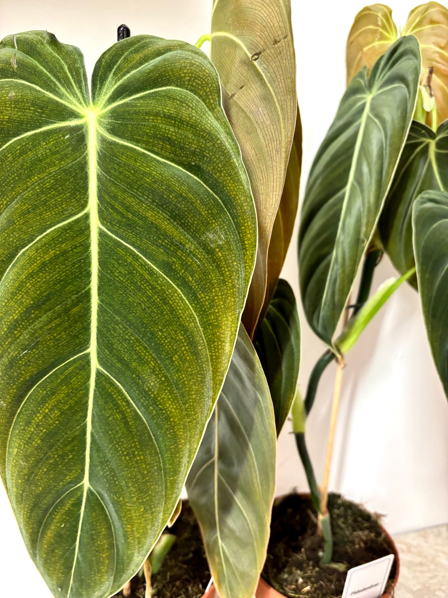 Philodendron Melanochrysum