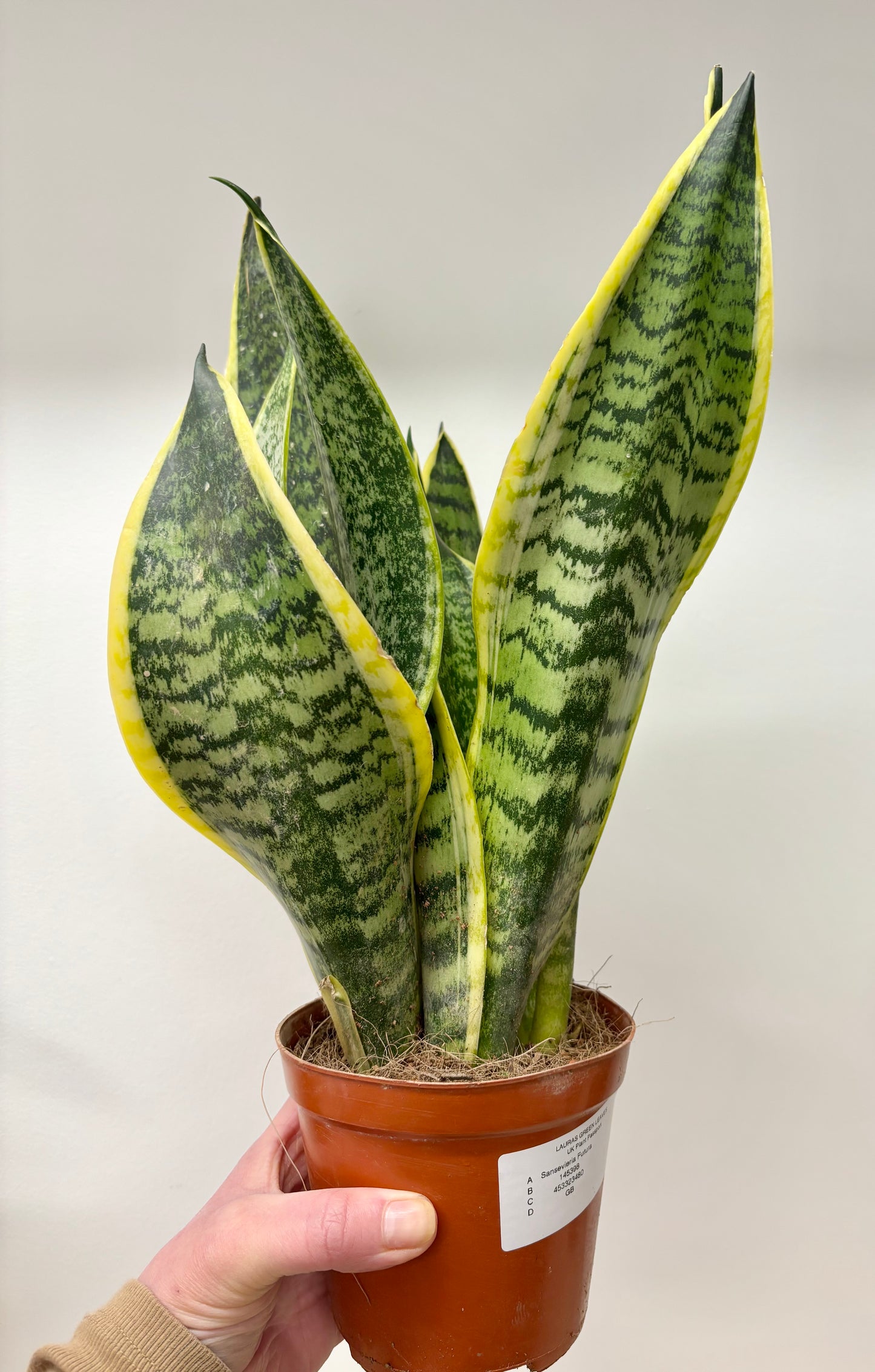 Sansevieria