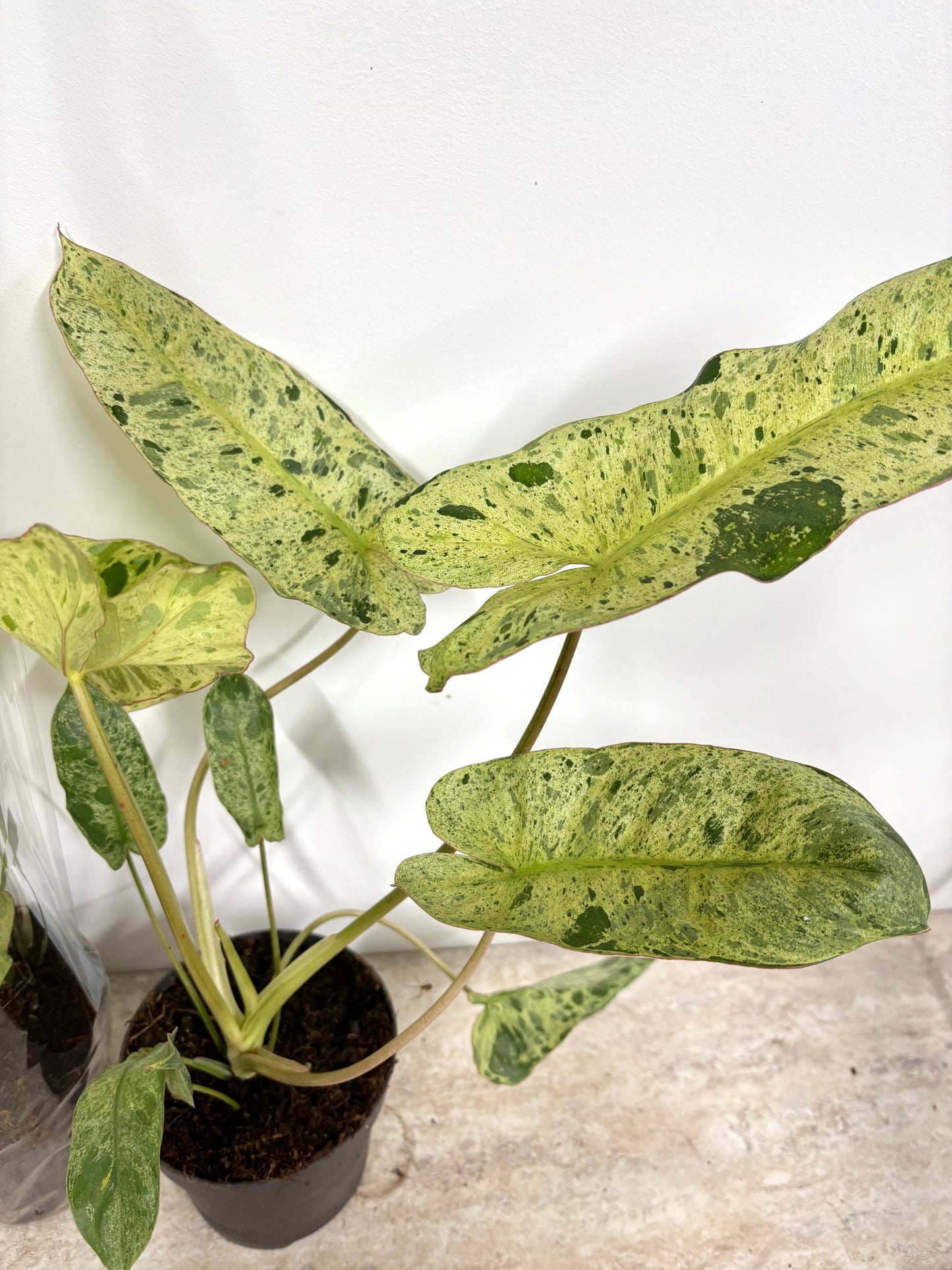 Philodendron Paraiso