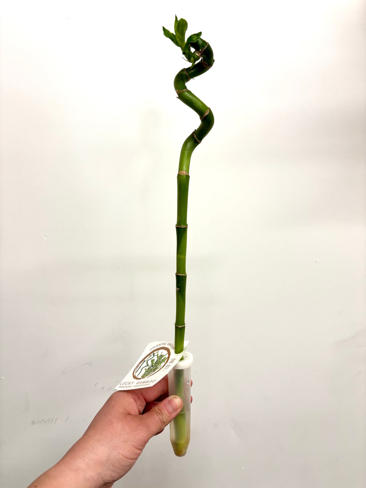 Dracaena Lucky Bamboo