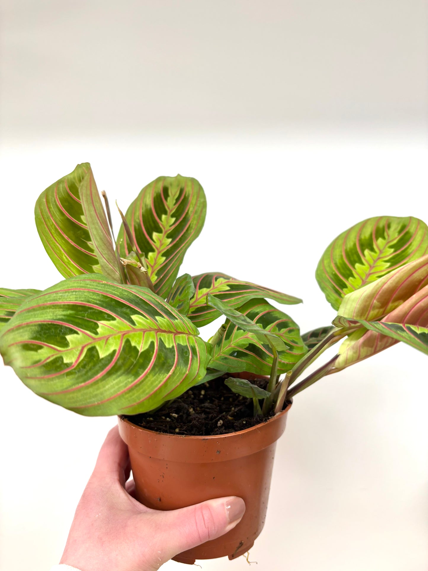 Maranta Fascinator