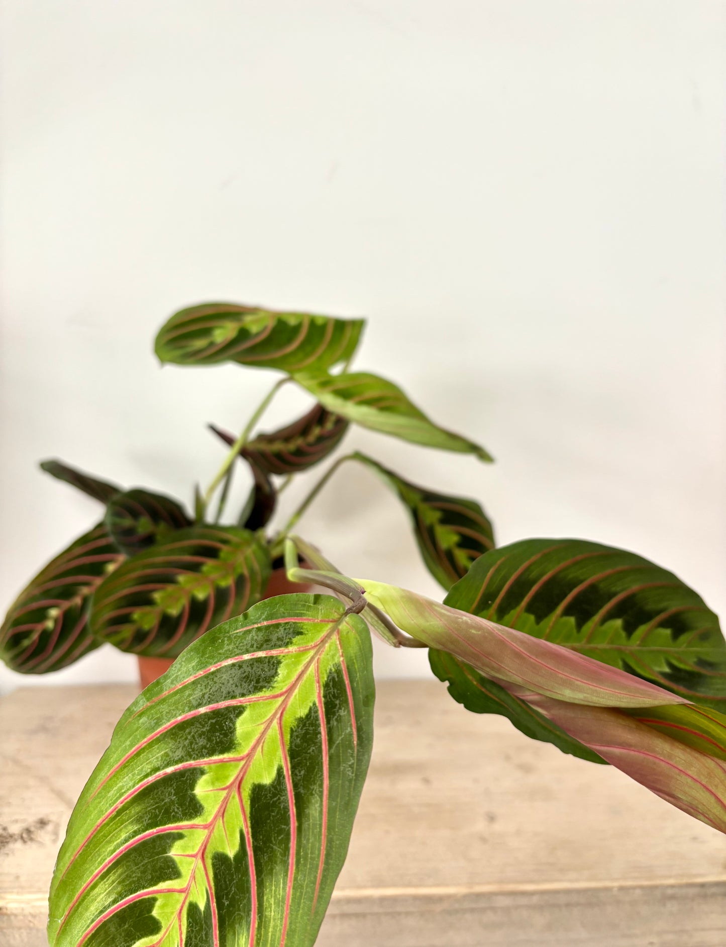 Maranta Fascinator