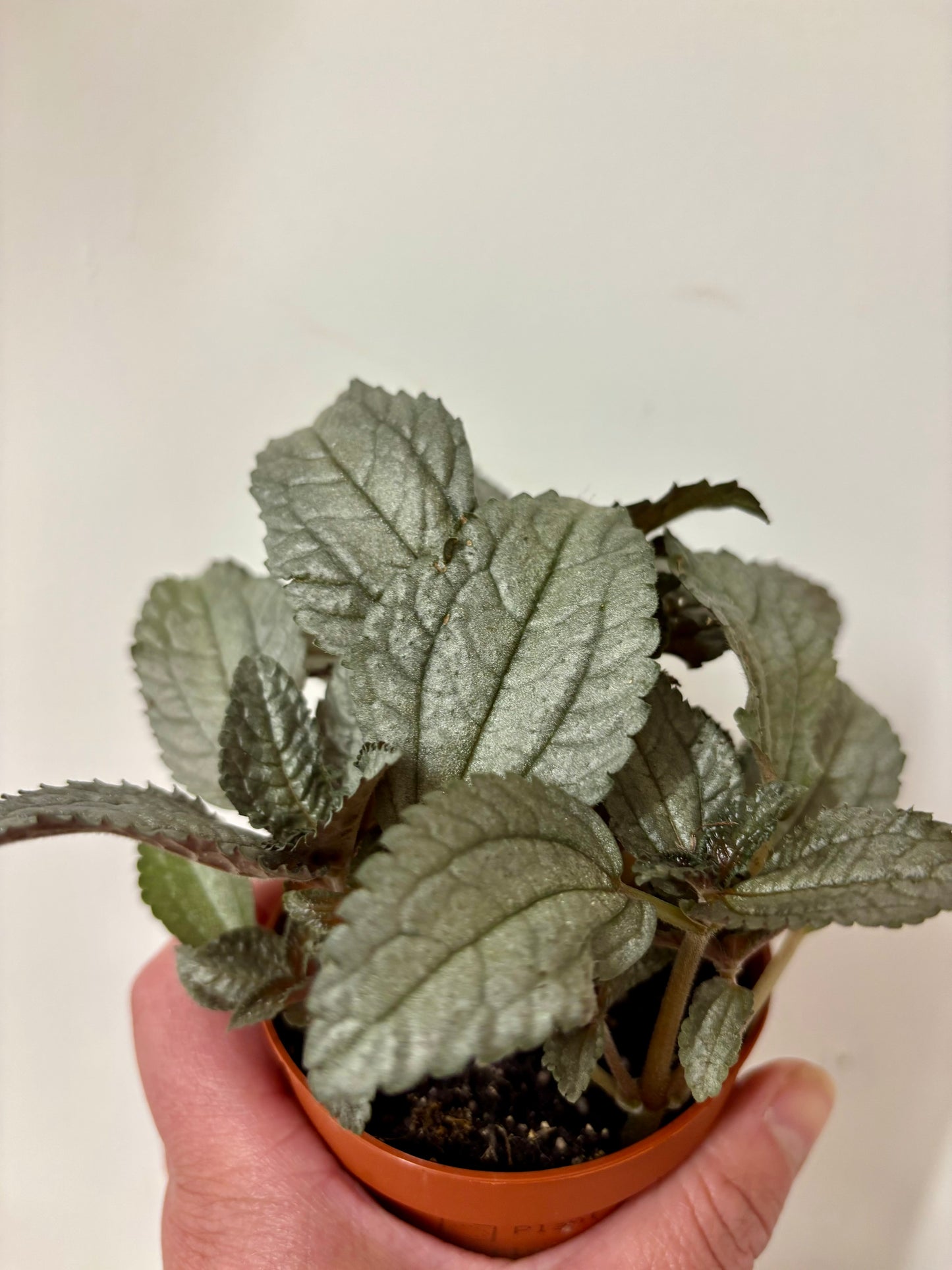 Pilea Ellen