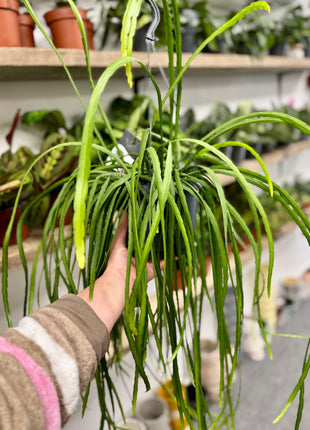 Lepismium  Bolivianum