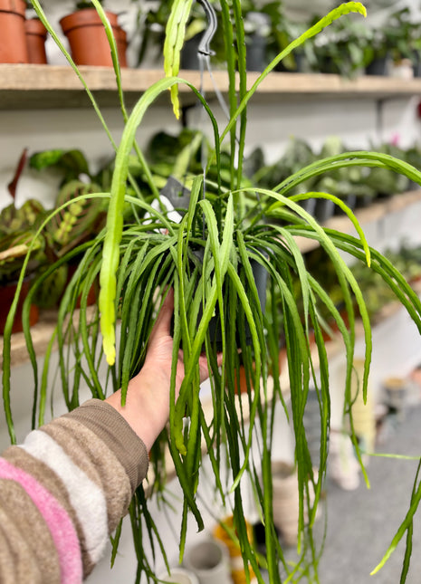 Lepismium  Bolivianum