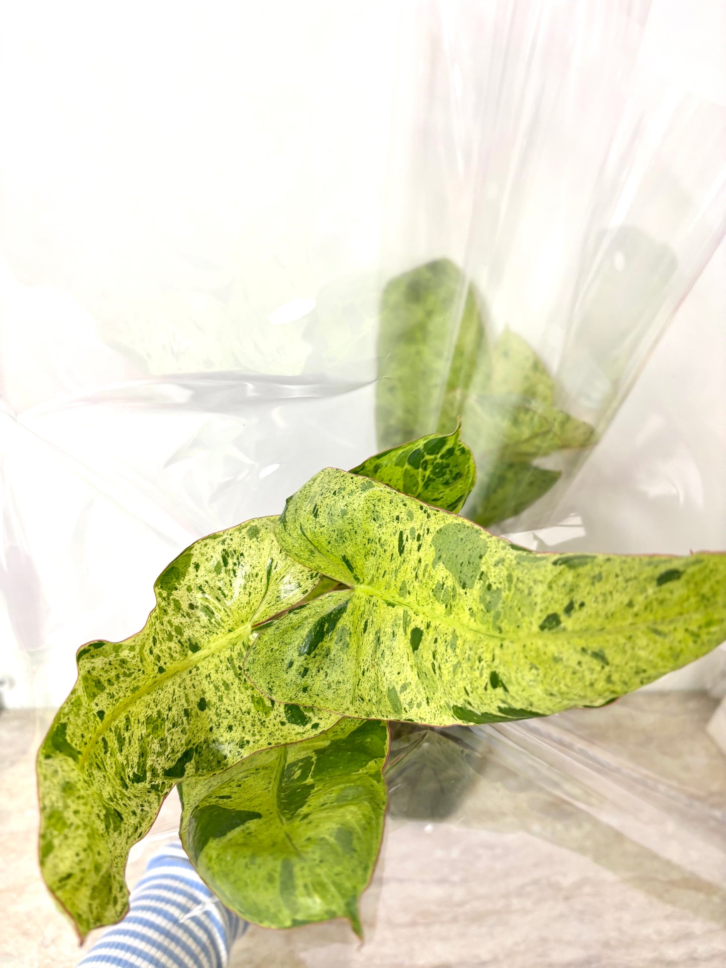 Philodendron Paraiso