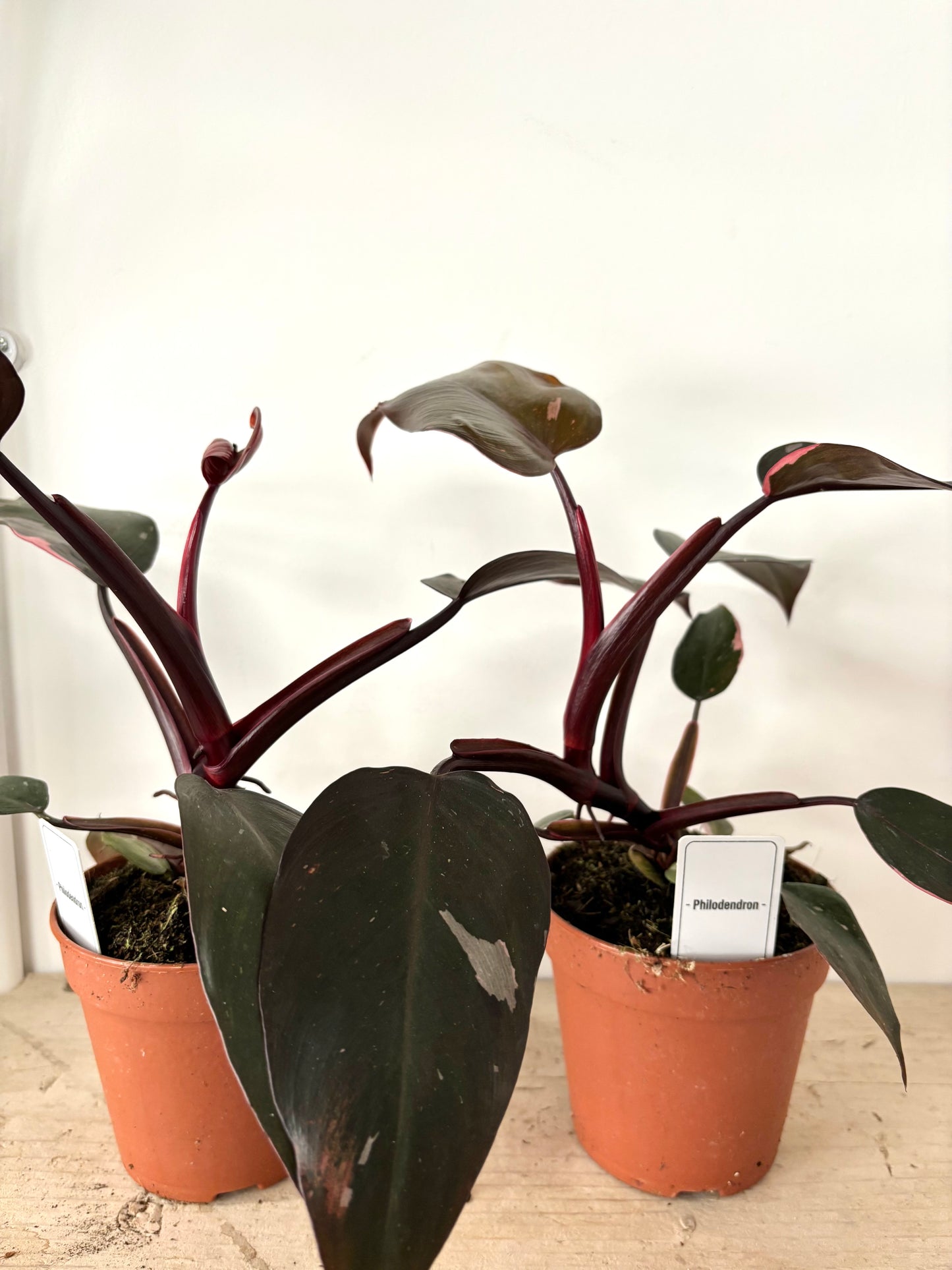 Philodendron Burgundy Princess
