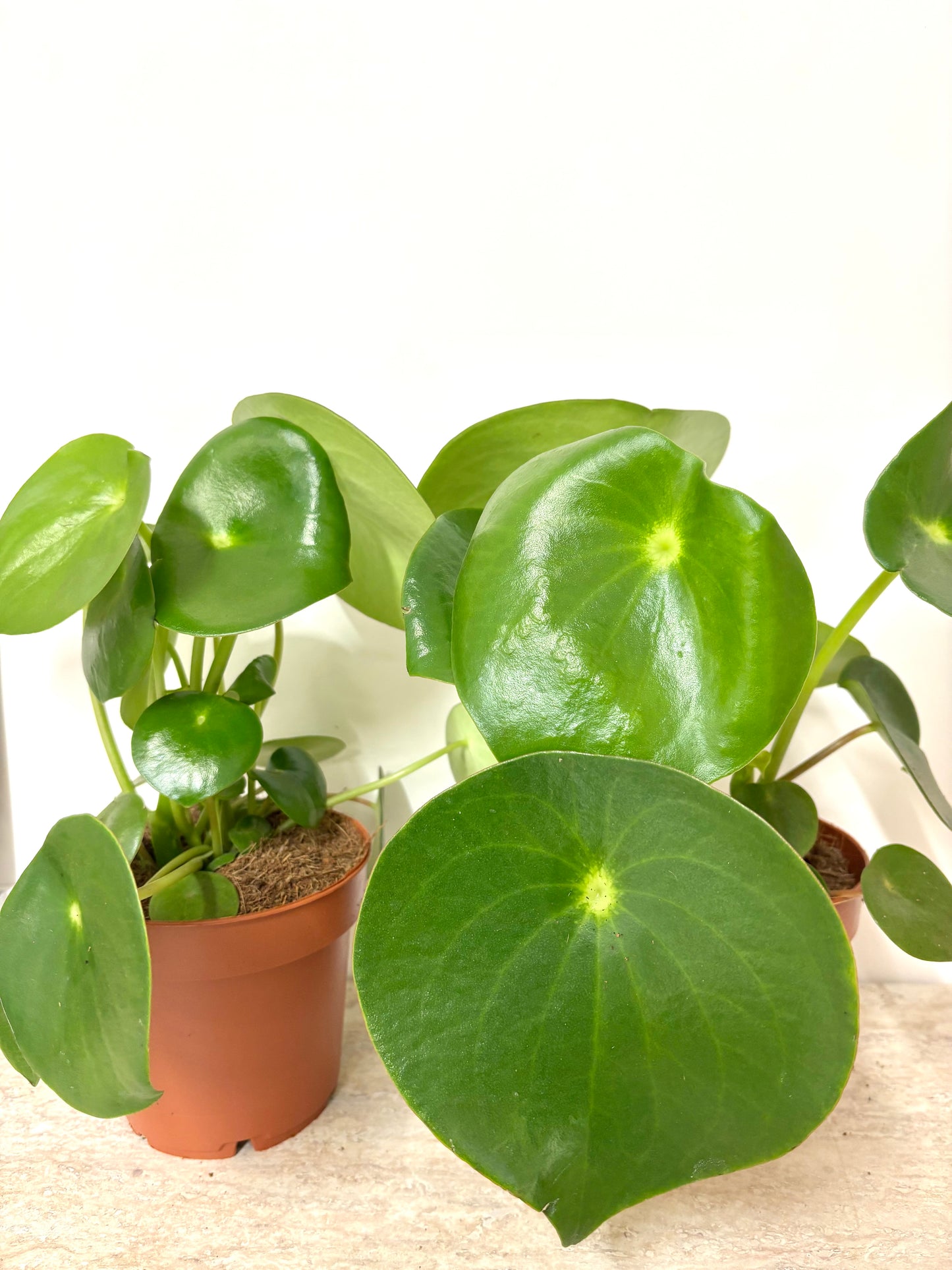 Peperomia Raindrop