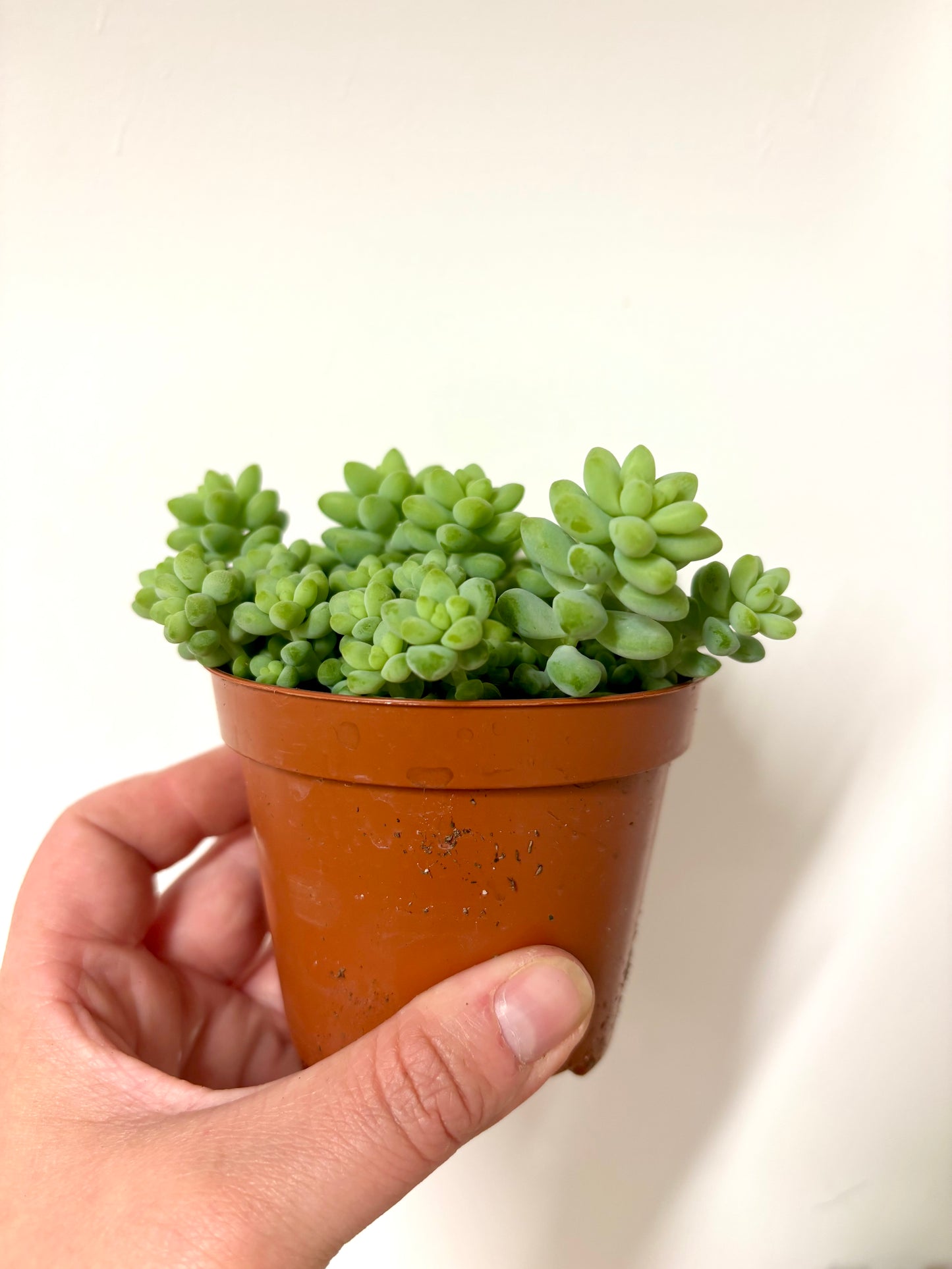 Sedum Burrito