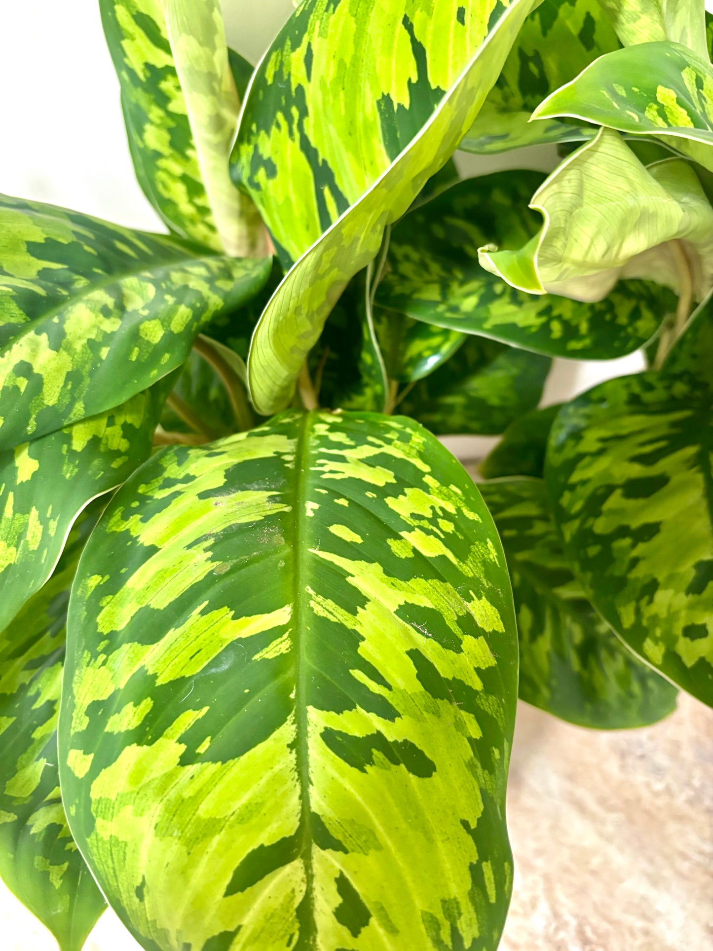 Homalomena Camouflage
