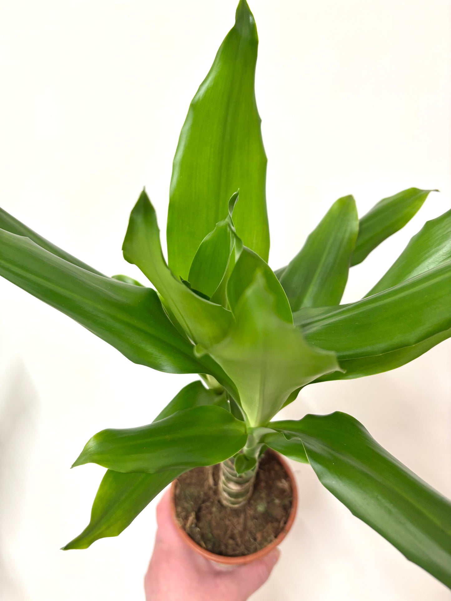 Dracaena Steudneri