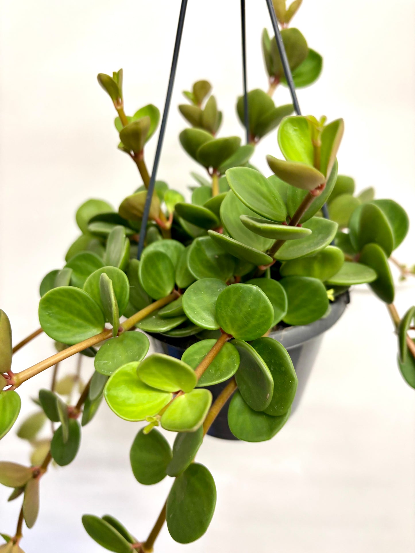 Peperomia Hope