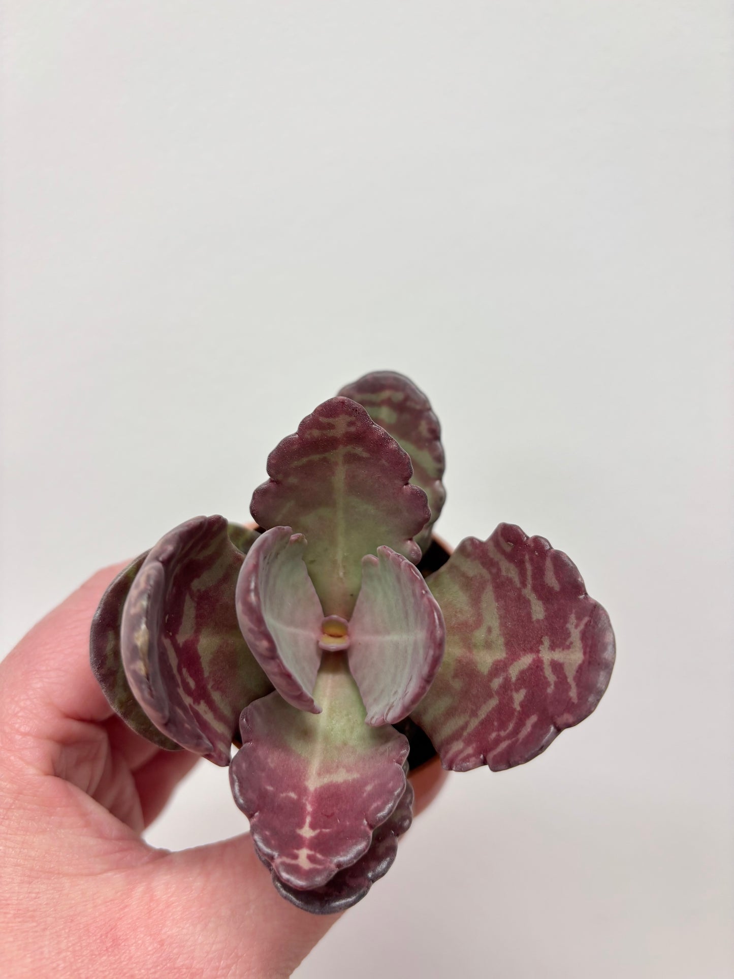 Kalanchoe Humilis Zebra