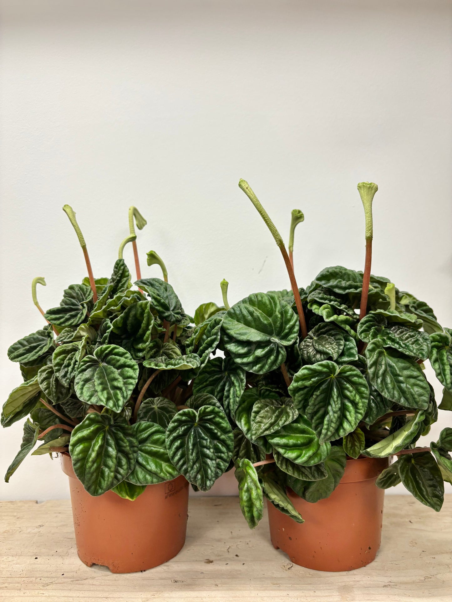 Peperomia Lilian