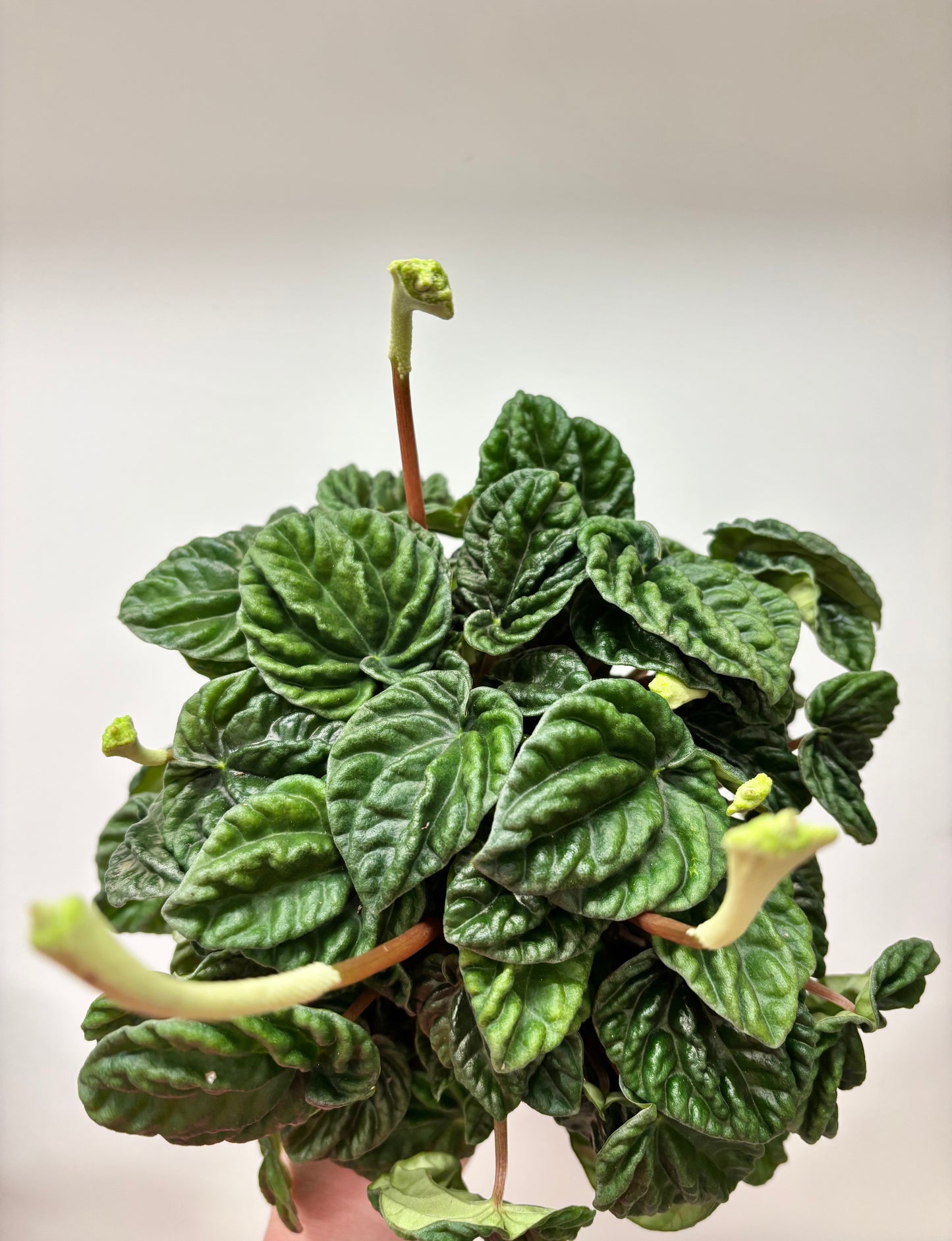 Peperomia Lilian