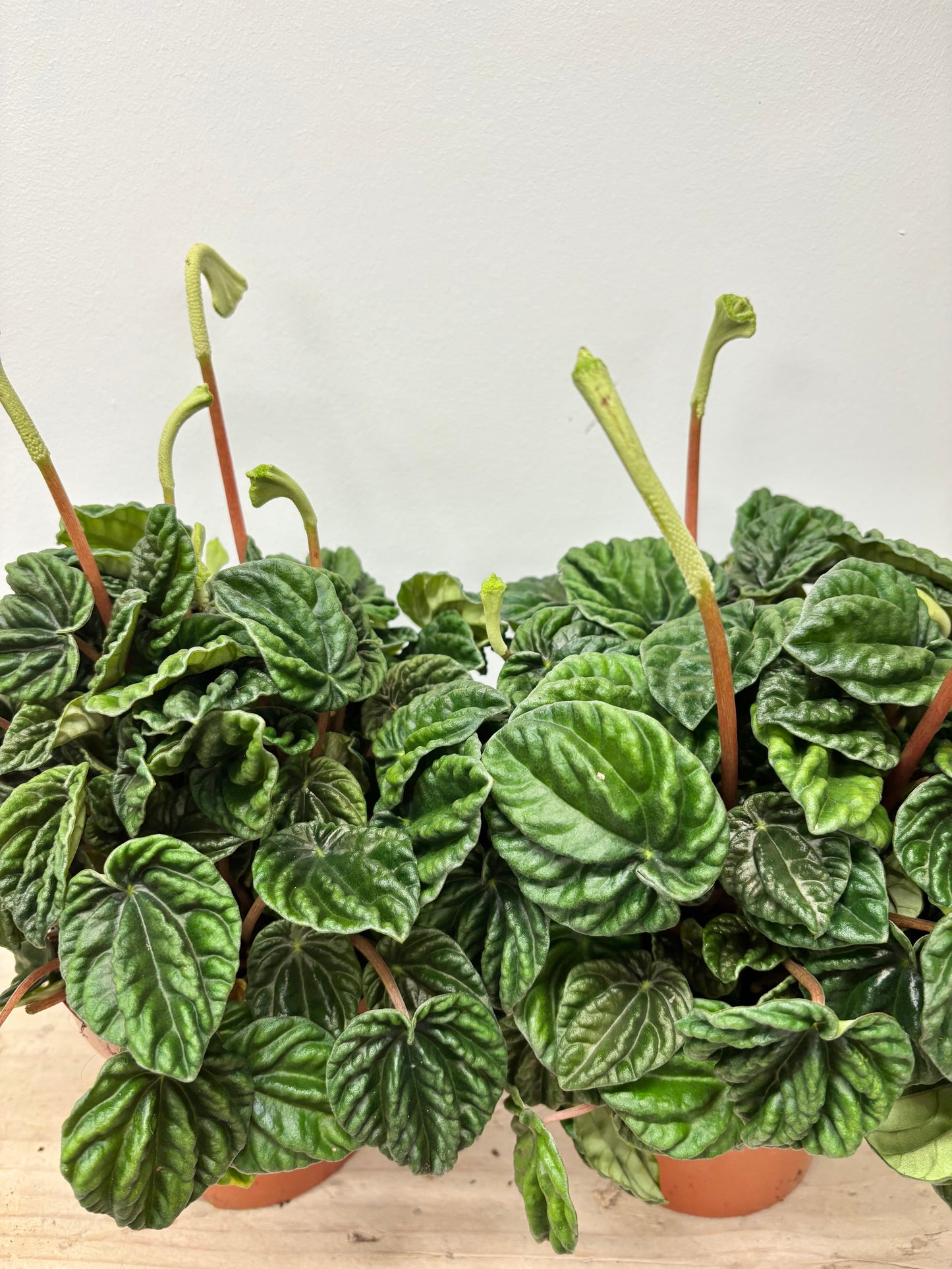 Peperomia Lilian
