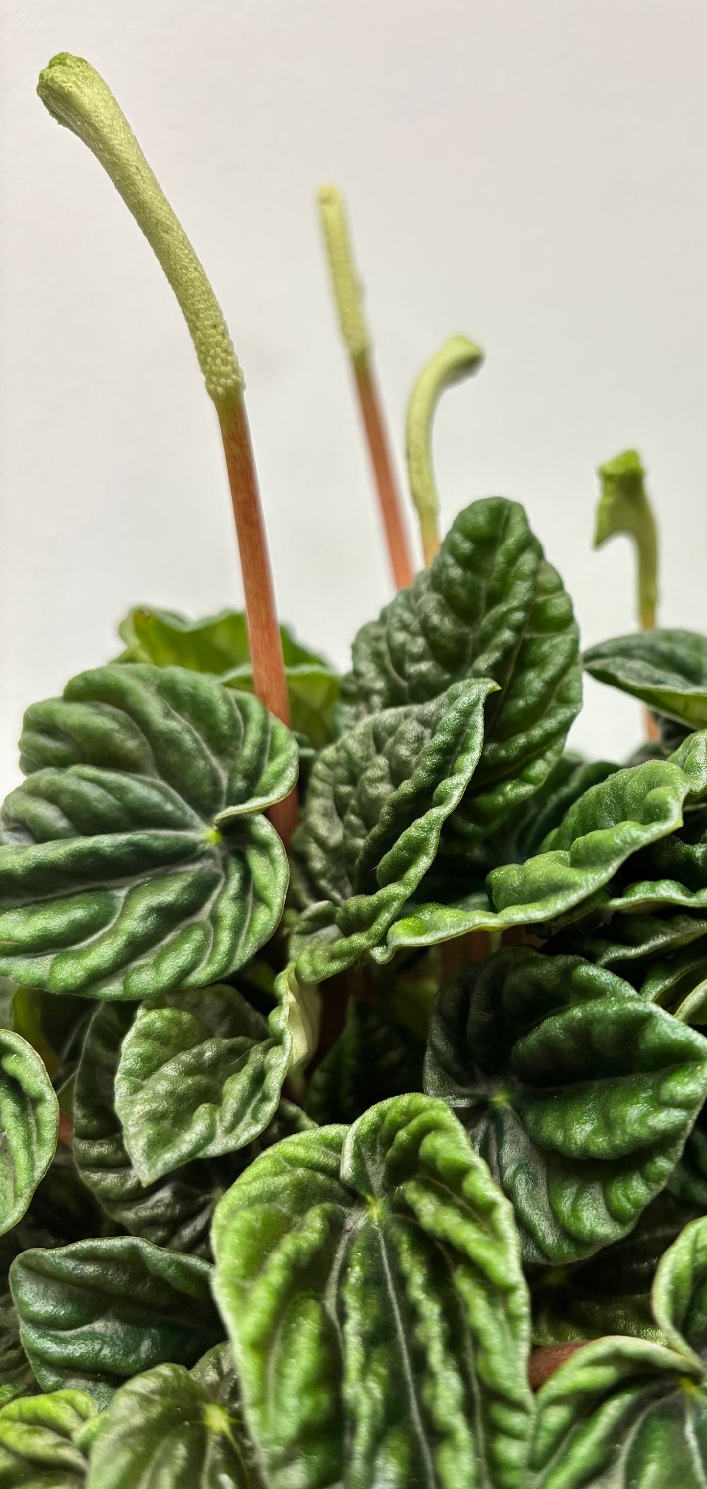 Peperomia Lilian