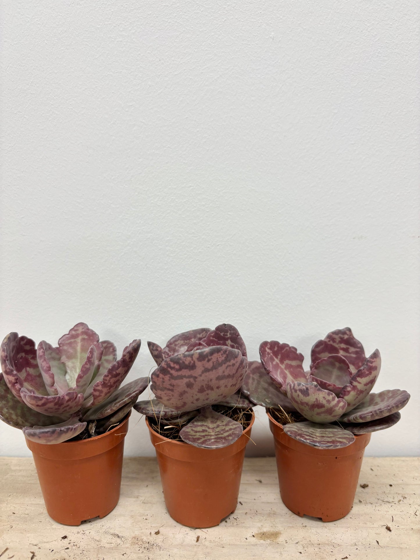 Kalanchoe Humilis Zebra