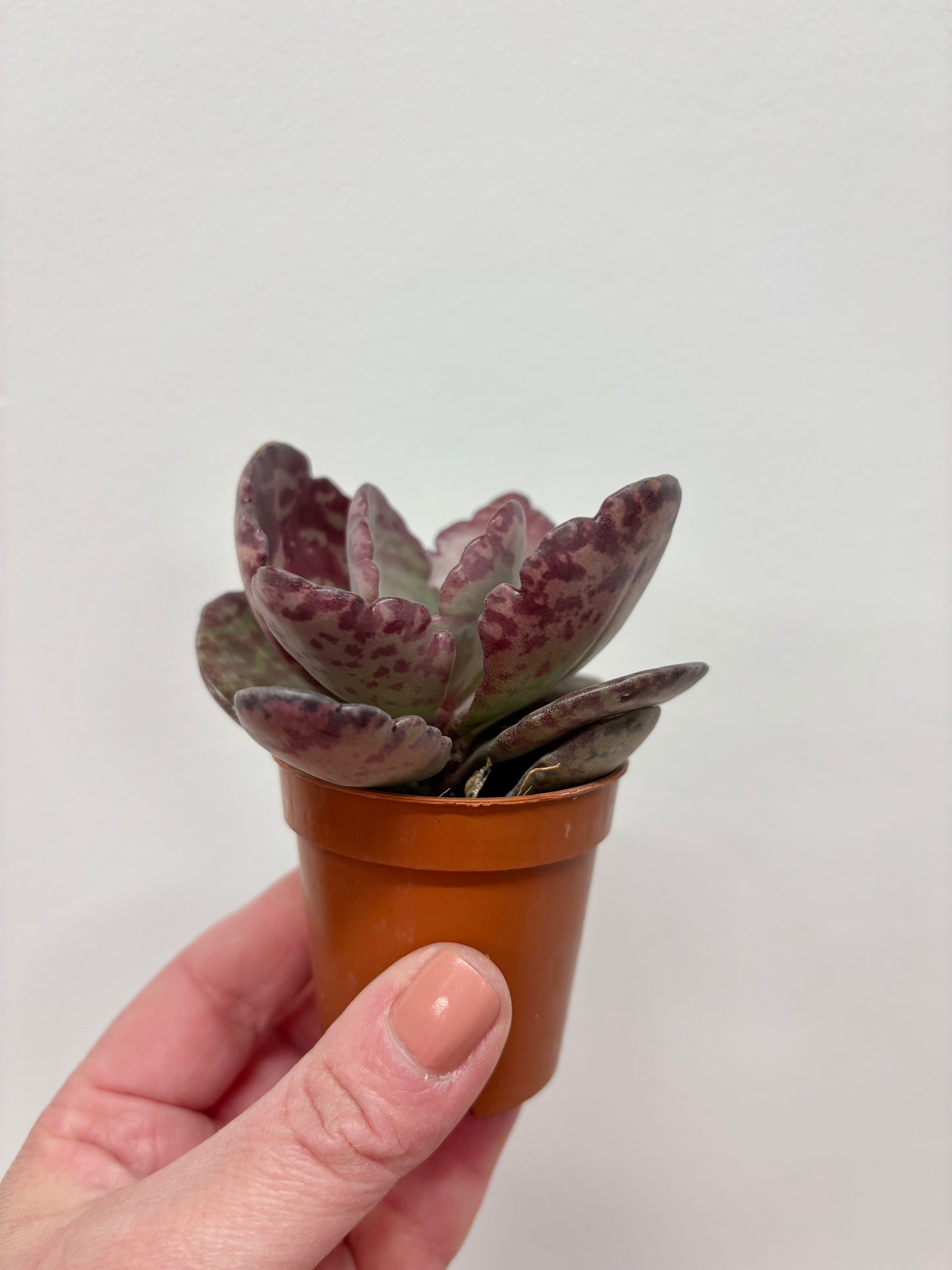 Kalanchoe Humilis Zebra
