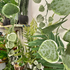 Collection image for: Faux plants