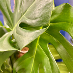 Collection image for: X Large Plants