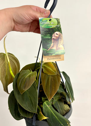 Philodendron Gigas