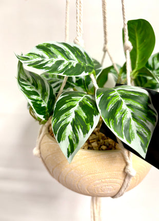 Faux hanging maranta