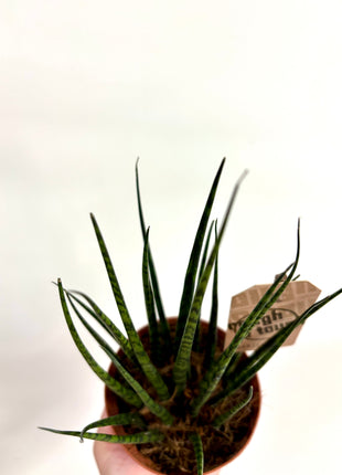 Sansevieria Fernwood Mikado