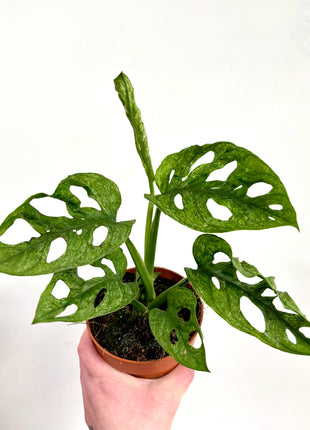 Monstera Adansonii Mint