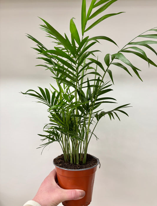 Chamaedorea Elegans