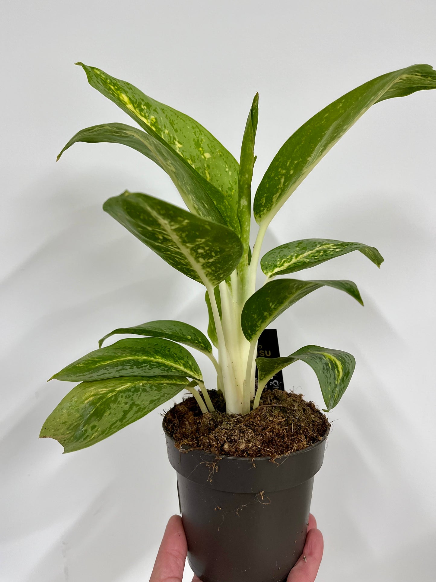 Aglaonema Lemon Mint