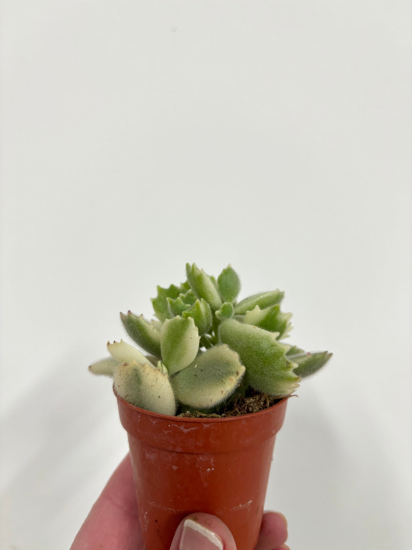 Cotyledon Ladismithiensis