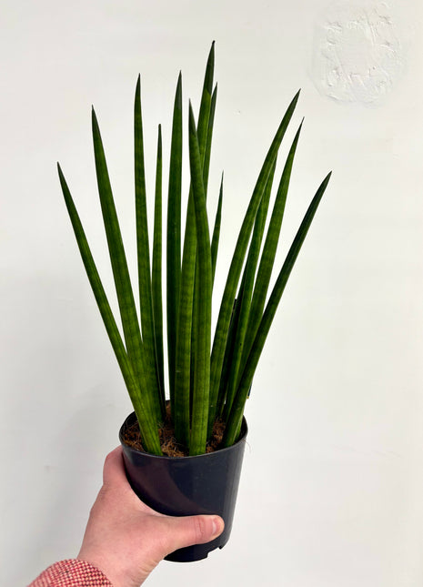 Sansevieria Mikado