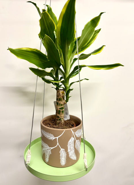 Hanging plant tray