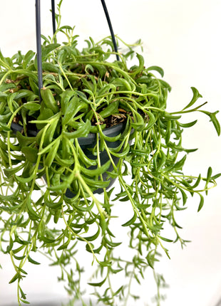 Senecio / String of Dolphins